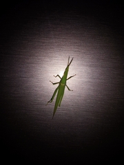 Orthoptera