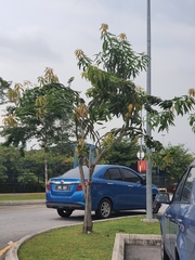 Polyalthia stenopetala