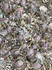 Kalanchoe fedtschenkoi