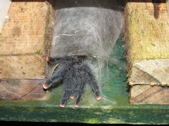 Avicularia avicularia