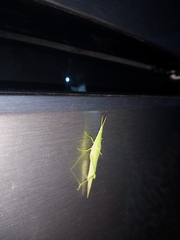Orthoptera