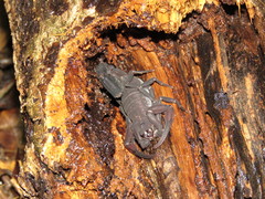 Tityus obscurus