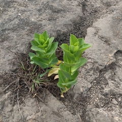 Euphorbia marginata