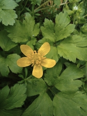 Ranunculus sieboldii