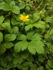 Ranunculus sieboldii