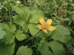 Ranunculus sieboldii