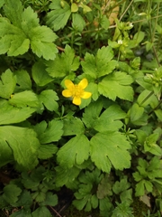 Ranunculus sieboldii
