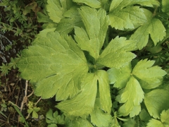 Ranunculus sieboldii