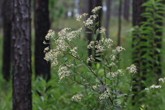 Doellingeria sericocarpoides