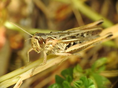 Chorthippus apicalis