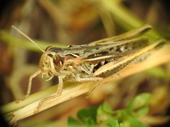 Chorthippus apicalis