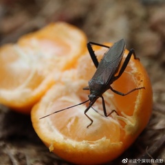Notobitus meleagris