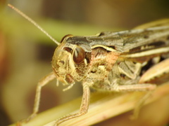 Chorthippus apicalis