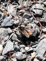 Brachypalpus chrysites