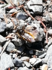Brachypalpus chrysites