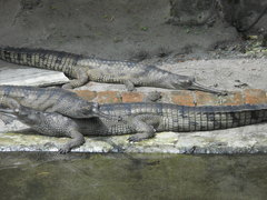 Gavialis gangeticus