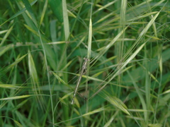 Platycnemis pennipes