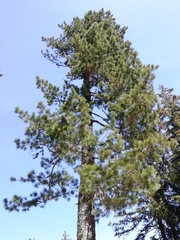 Pinus cembra