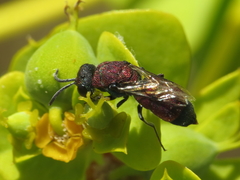 Chrysis viridula