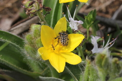 Oxythyrea testaceoguttata