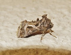 Thysanoplusia indicator