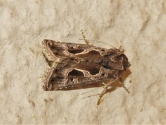 Thysanoplusia indicator