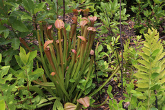 Sarracenia rubra