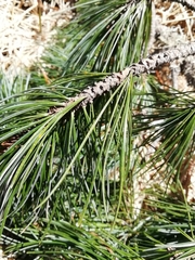 Pinus cembra