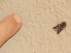 Thysanoplusia indicator