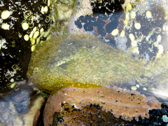 Dolabrifera nicaraguana