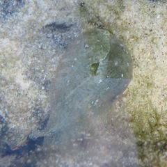 Dolabrifera nicaraguana