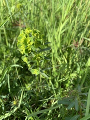 Euphorbia
