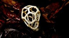 Clathrus chrysomycelinus