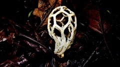 Clathrus chrysomycelinus