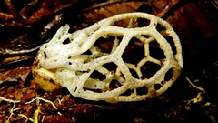 Clathrus chrysomycelinus