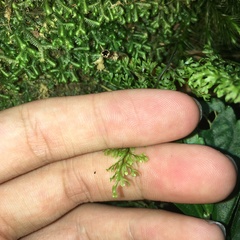 Hymenophyllum polyanthon