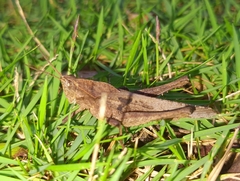 Xyleus discoideus angulatus