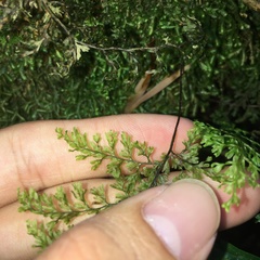 Hymenophyllum polyanthon