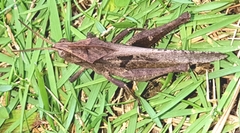 Xyleus discoideus angulatus