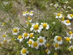 Matricaria chamomilla