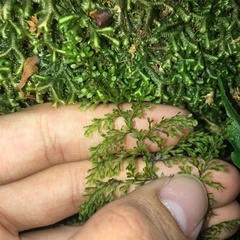 Hymenophyllum polyanthon