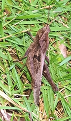 Xyleus discoideus angulatus