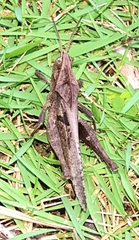 Xyleus discoideus angulatus