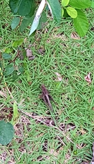 Xyleus discoideus angulatus