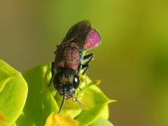 Chrysis viridula