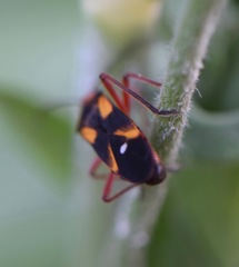 Oncopeltus guttaloides