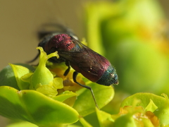 Chrysis viridula