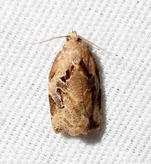 Archips grisea