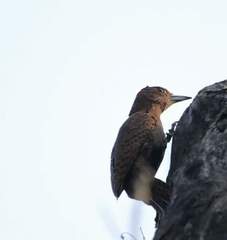 Micropternus brachyurus