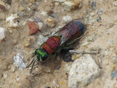 Chrysis viridula